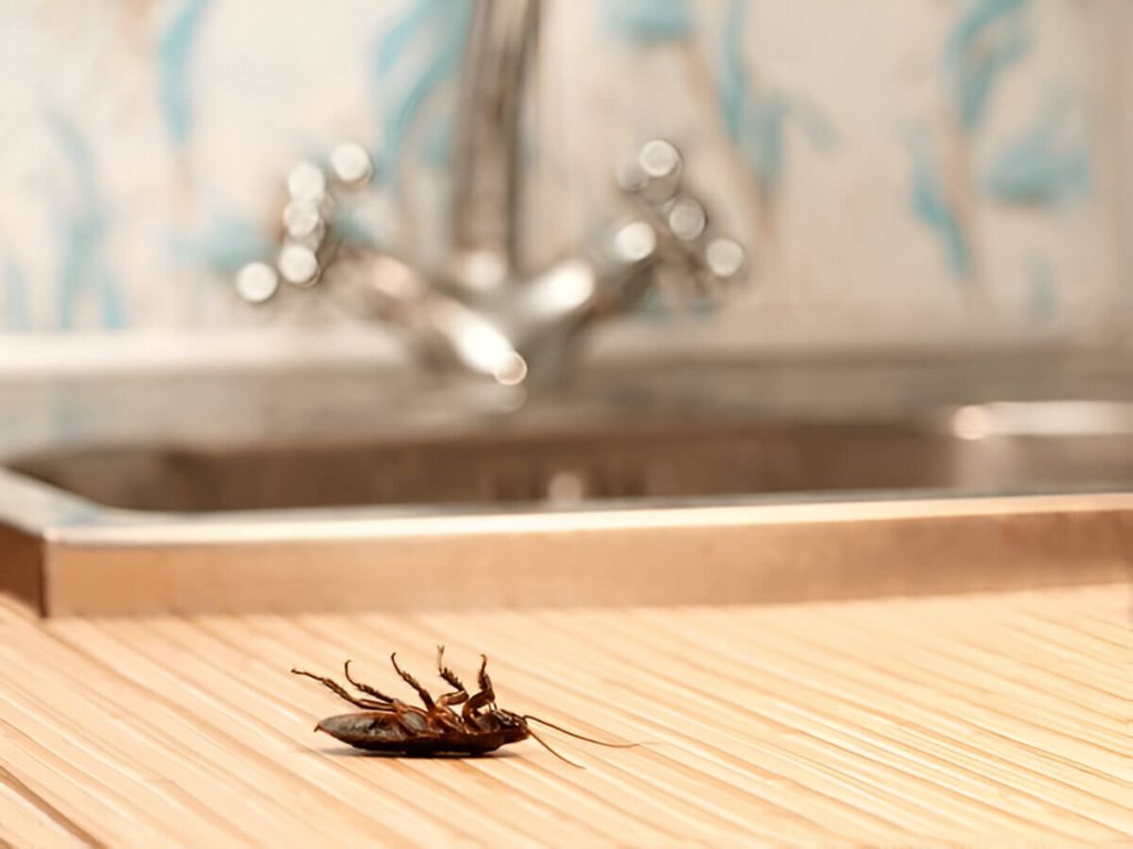 Natural Methods To Eliminate Roaches Safely